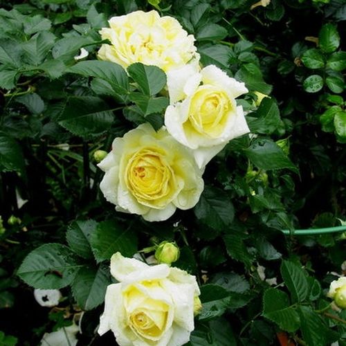 Rosa Nadia® Meillandecor® - galben - Trandafir copac cu trunchi înalt - cu flori tip trandafiri englezești - coroană curgătoare